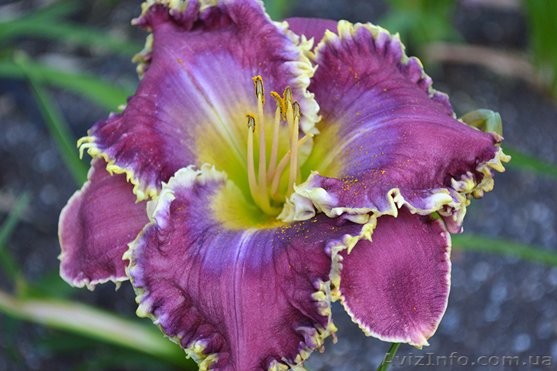 Редкие сорта лилейников, не дорого - <ro>Изображение</ro><ru>Изображение</ru> #1, <ru>Объявление</ru> #1052810