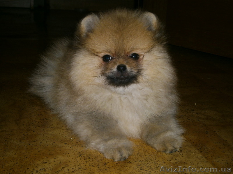 Померанский шпиц, щенки-мишки КСУ - <ro>Изображение</ro><ru>Изображение</ru> #1, <ru>Объявление</ru> #1100062