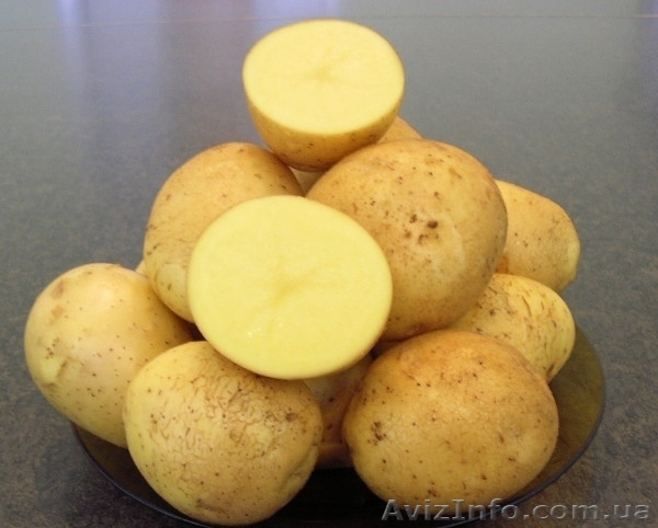 Продам посадочный картофель, элита белых и розовых сортов, 40т. - <ro>Изображение</ro><ru>Изображение</ru> #1, <ru>Объявление</ru> #1149900