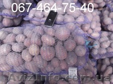 Продам картофель оптом от 10 тонн, доставка по всей Украине. Звони!  - <ro>Изображение</ro><ru>Изображение</ru> #1, <ru>Объявление</ru> #1149083