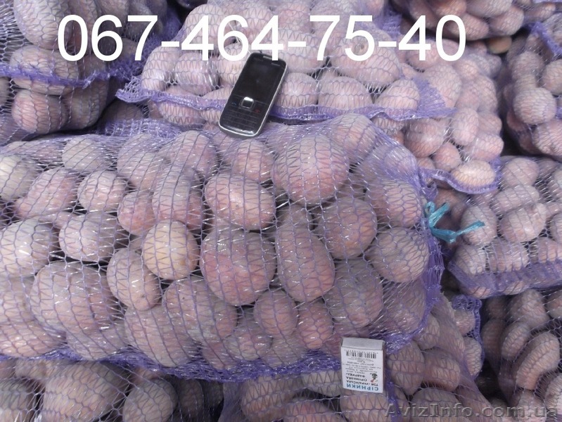 Продам посевной картофель от 20т. Бесплатная доставка! - <ro>Изображение</ro><ru>Изображение</ru> #1, <ru>Объявление</ru> #1150672