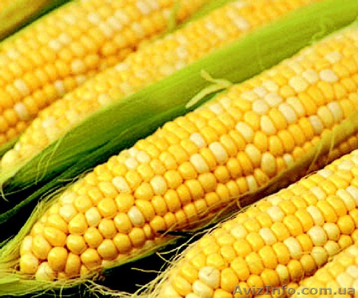 Продам кукурузу крупными партиями, принимаем заявки. Успей! - <ro>Изображение</ro><ru>Изображение</ru> #1, <ru>Объявление</ru> #1147663