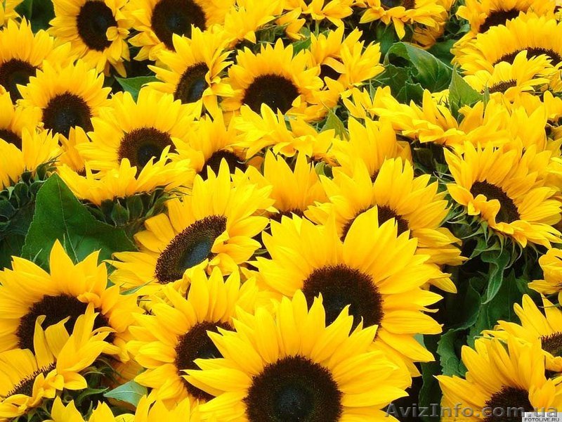 Продам подсолнечник оптом от производителя ГОСТ, звони! - <ro>Изображение</ro><ru>Изображение</ru> #1, <ru>Объявление</ru> #1145721