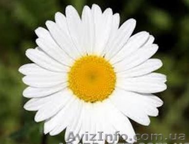 Гидролат ромашки оптом и розницу - <ro>Изображение</ro><ru>Изображение</ru> #1, <ru>Объявление</ru> #1262488