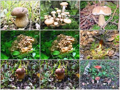 Куплю свежий гриб маслюк, опеньки, польский, Черниговска обл. - <ro>Изображение</ro><ru>Изображение</ru> #1, <ru>Объявление</ru> #1296908