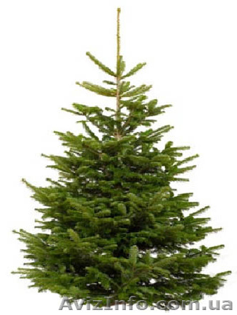 Різдвяні,новорічні ялинки, сосна оптом - <ro>Изображение</ro><ru>Изображение</ru> #1, <ru>Объявление</ru> #1350879