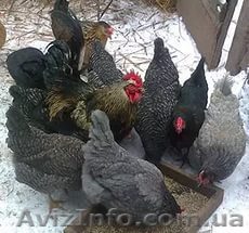 продам яйцо инкубационное - <ro>Изображение</ro><ru>Изображение</ru> #1, <ru>Объявление</ru> #1390475