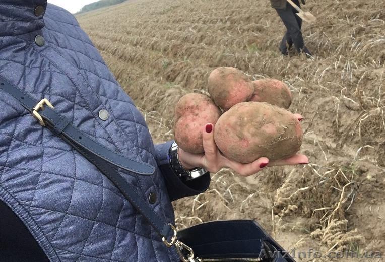 Картофель оптовая продажа - <ro>Изображение</ro><ru>Изображение</ru> #1, <ru>Объявление</ru> #1513711