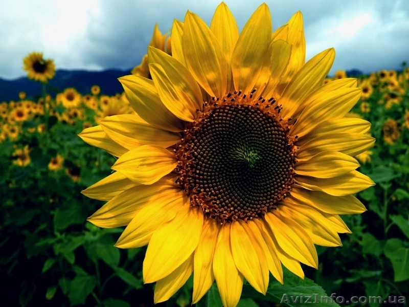 «ГРАН» пропонує насіння соняшника «Атілла» (95-100дн.) ультраранній гібрид - <ro>Изображение</ro><ru>Изображение</ru> #1, <ru>Объявление</ru> #1530468