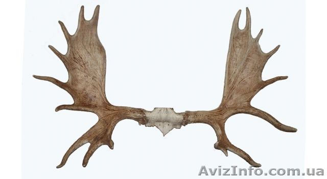 Куплю рога оленя.лося.марала - <ro>Изображение</ro><ru>Изображение</ru> #1, <ru>Объявление</ru> #1593089