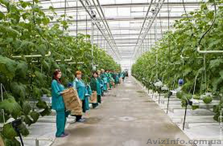 Робота в оранжереї. Нідерланди - <ro>Изображение</ro><ru>Изображение</ru> #1, <ru>Объявление</ru> #1601960