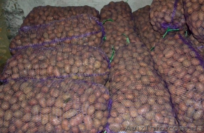 Продам картофель оптом 2017 г. от производителя Черниговская обл. 2.50 грн/кг - <ro>Изображение</ro><ru>Изображение</ru> #1, <ru>Объявление</ru> #1628886