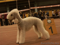 Бедлингтон-терьер - <ro>Изображение</ro><ru>Изображение</ru> #4, <ru>Объявление</ru> #234391