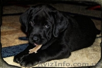Продам щеков - лабрадоров (700грн) - <ro>Изображение</ro><ru>Изображение</ru> #2, <ru>Объявление</ru> #135565