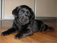 Продам щеков - лабрадоров (700грн) - <ro>Изображение</ro><ru>Изображение</ru> #1, <ru>Объявление</ru> #135565