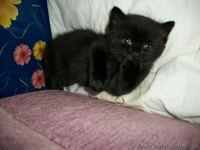 Шотландские плюшевые котята - <ro>Изображение</ro><ru>Изображение</ru> #3, <ru>Объявление</ru> #135622