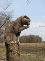 Шотландская вислоухая кошечка ищет котика для вязки - <ro>Изображение</ro><ru>Изображение</ru> #2, <ru>Объявление</ru> #157614