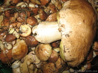 Дачный домик с участками - <ro>Изображение</ro><ru>Изображение</ru> #7, <ru>Объявление</ru> #183195