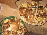 Дачный домик с участками - <ro>Изображение</ro><ru>Изображение</ru> #9, <ru>Объявление</ru> #183195