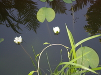 Дачный домик с участками - <ro>Изображение</ro><ru>Изображение</ru> #8, <ru>Объявление</ru> #183195