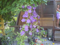 Дачный домик с участками - <ro>Изображение</ro><ru>Изображение</ru> #2, <ru>Объявление</ru> #183195