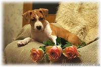 Перспективные щенки американского стаффордширтерьера - <ro>Изображение</ro><ru>Изображение</ru> #3, <ru>Объявление</ru> #205023