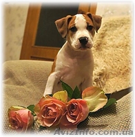Перспективные щенки американского стаффордширтерьера - <ro>Изображение</ro><ru>Изображение</ru> #4, <ru>Объявление</ru> #205023