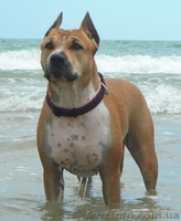 Перспективные щенки американского стаффордширтерьера - <ro>Изображение</ro><ru>Изображение</ru> #1, <ru>Объявление</ru> #205023