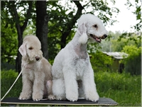 Бедлингтон-терьер - <ro>Изображение</ro><ru>Изображение</ru> #3, <ru>Объявление</ru> #234391