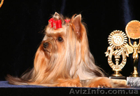 Чернигов, Юлия, titovchenko"mail.ru, 5053288881 - <ro>Изображение</ro><ru>Изображение</ru> #2, <ru>Объявление</ru> #230870