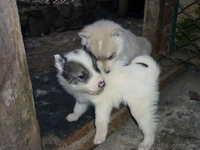 Щенки Западно-сибирской лайки - <ro>Изображение</ro><ru>Изображение</ru> #2, <ru>Объявление</ru> #235723