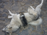 Щенки Западно-сибирской лайки - <ro>Изображение</ro><ru>Изображение</ru> #3, <ru>Объявление</ru> #235723