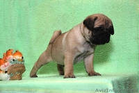 Продам щенков мопса!! - <ro>Изображение</ro><ru>Изображение</ru> #2, <ru>Объявление</ru> #248385