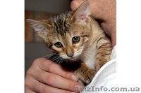 Смазливая Саванна котята - <ro>Изображение</ro><ru>Изображение</ru> #2, <ru>Объявление</ru> #278751