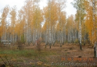 Щорс, С.Кучиновка - <ro>Изображение</ro><ru>Изображение</ru> #4, <ru>Объявление</ru> #316894