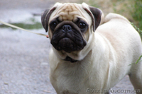 ПРОДАЁТСЯ ЩЕНОК МОПСА ОЧАРОВАТЕЛЬНЫЙ МАЛЬЧИК - <ro>Изображение</ro><ru>Изображение</ru> #1, <ru>Объявление</ru> #311234