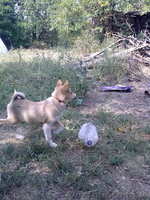 Щенок Зап-Сиб Лайки - <ro>Изображение</ro><ru>Изображение</ru> #2, <ru>Объявление</ru> #373481