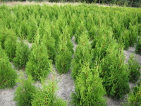 Туя,самшит,декоративні рослини,роздріб,опт - <ro>Изображение</ro><ru>Изображение</ru> #1, <ru>Объявление</ru> #381749