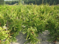 Туя,самшит,декоративні рослини,роздріб,опт - <ro>Изображение</ro><ru>Изображение</ru> #4, <ru>Объявление</ru> #381749