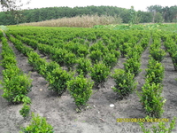 Туя,самшит,декоративні рослини,роздріб,опт - <ro>Изображение</ro><ru>Изображение</ru> #2, <ru>Объявление</ru> #381749