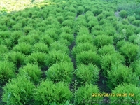 Туя,самшит,декоративні рослини,роздріб,опт - <ro>Изображение</ro><ru>Изображение</ru> #3, <ru>Объявление</ru> #381749