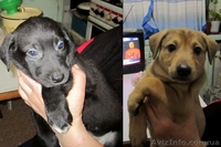 Отдам 4 щенков в хорошие руки - <ro>Изображение</ro><ru>Изображение</ru> #2, <ru>Объявление</ru> #586656