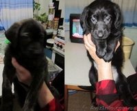 Отдам 4 щенков в хорошие руки - <ro>Изображение</ro><ru>Изображение</ru> #1, <ru>Объявление</ru> #586656