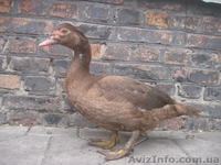  Продам Красных мускусных уток  - <ro>Изображение</ro><ru>Изображение</ru> #1, <ru>Объявление</ru> #572026