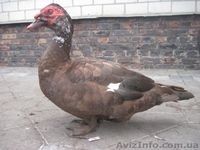  Продам Красных мускусных уток  - <ro>Изображение</ro><ru>Изображение</ru> #2, <ru>Объявление</ru> #572026