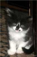 Красивые персидско-ангорские котята! - <ro>Изображение</ro><ru>Изображение</ru> #4, <ru>Объявление</ru> #690500