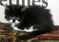 Красивые персидско-ангорские котята! - <ro>Изображение</ro><ru>Изображение</ru> #5, <ru>Объявление</ru> #690500