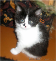 Красивые персидско-ангорские котята! - <ro>Изображение</ro><ru>Изображение</ru> #3, <ru>Объявление</ru> #690500