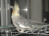 Продам очаровательного попугай с клеткой - <ro>Изображение</ro><ru>Изображение</ru> #2, <ru>Объявление</ru> #700167