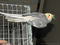 Продам очаровательного попугай с клеткой - <ro>Изображение</ro><ru>Изображение</ru> #3, <ru>Объявление</ru> #700167